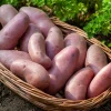 25 Pommes de terre Chérie - La patate qui régale