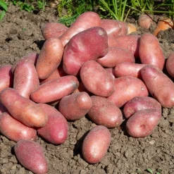 25 Pommes de terre Chérie - La patate qui régale