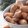 25 Pommes de terre Corne de Gatte - Pink fir Apple - La saveur de nos grands-mères