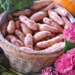 25 Pommes de terre Corne de Gatte - Pink fir Apple - La saveur de nos grands-mères