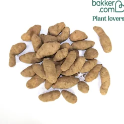 25 Pommes de terre Corne de Gatte - Pink fir Apple - La saveur de nos grands-mères