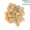 25 Pommes de terre Etincelle - Récolte facile et savoureuse