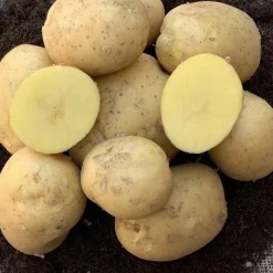 25 Pommes de terre Etincelle - Récolte facile et savoureuse