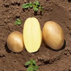 25 Pommes de terre Osiris Bio - Récolte facile et généreuse