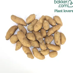 25 Pommes de terre Ratte - La saveur qui change tout