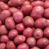 10 Pommes de terre Rouge des Flandres - Chair ferme, saveur du Nord
