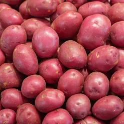 10 Pommes de terre Rouge des Flandres - Chair ferme, saveur du Nord