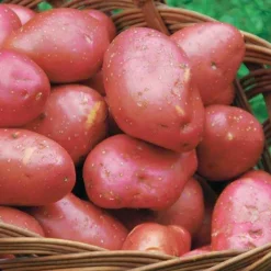 10 Pommes de terre Rouge des Flandres - Chair ferme, saveur du Nord