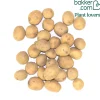 Pommes de terre Sirtema - Primeurs - Primeurs fondantes dès juin