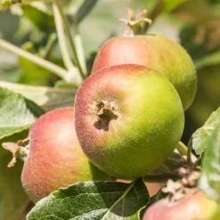 Pommier Braeburn - Des pommes croquantes chez vous