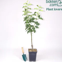 Pommier Bramley's Seedling - La reine des pommes à cuire