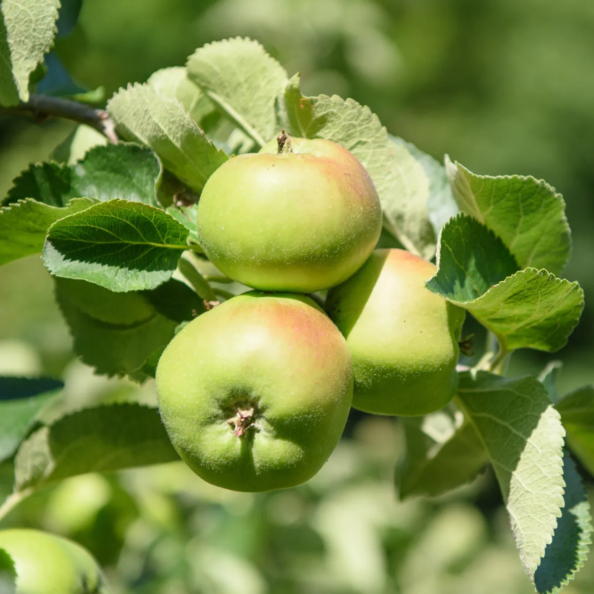 Pommier Bramley's Seedling - La reine des pommes à cuire