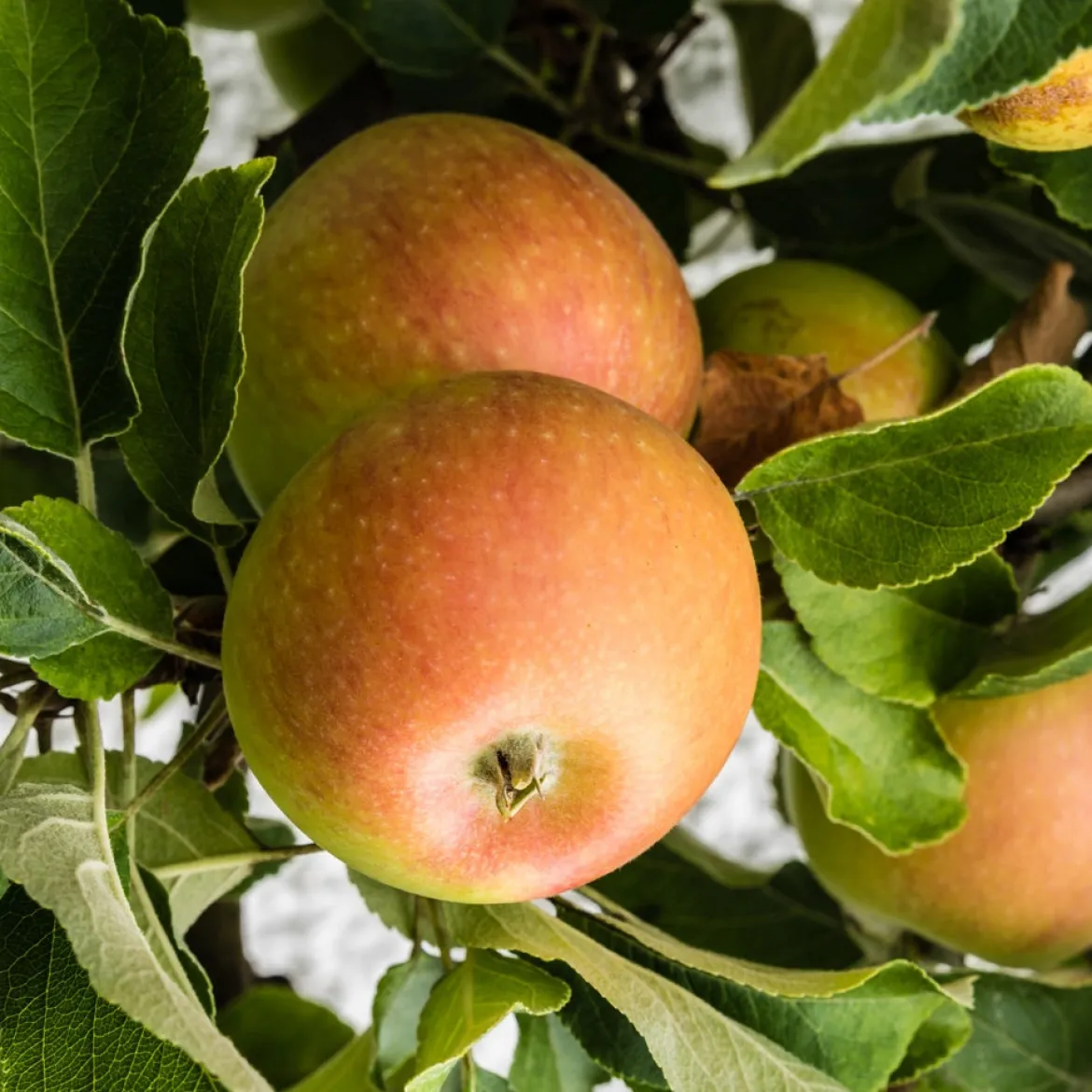 Pommier Cox Orange - La pomme au goût inégalé