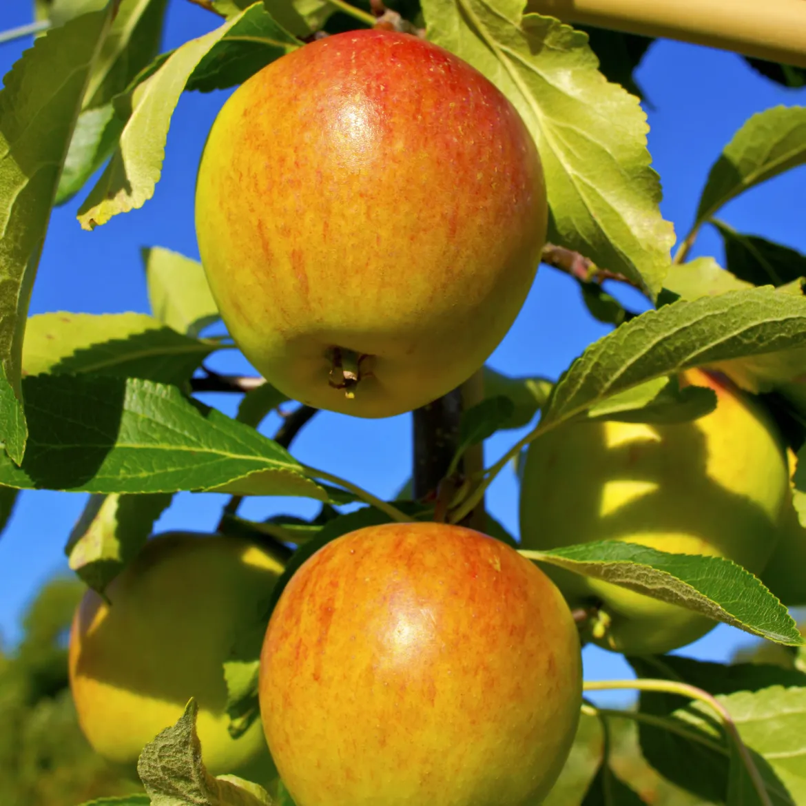 Pommier Cox Orange - La pomme au goût inégalé