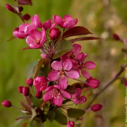 Pommier d’ornement Coccinella - Fleurs roses, fruits rouges