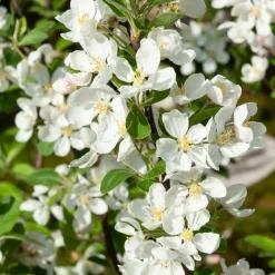 Pommier d'ornement Evereste Perpetu - Fleurs et fruits toute l'année