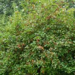 Pommier d'ornement Evereste Perpetu - Fleurs et fruits toute l'année