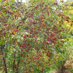 Pommier d'ornement Evereste Perpetu - Fleurs et fruits toute l'année
