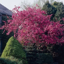 Pommier d'ornement Liset - Fleurs rouges effet waouh