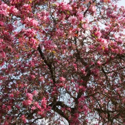 Pommier d'ornement Liset - Fleurs rouges effet waouh