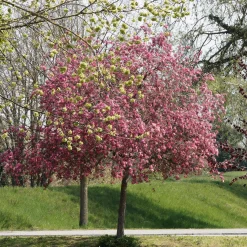 Pommier d'ornement Liset - Fleurs rouges effet waouh