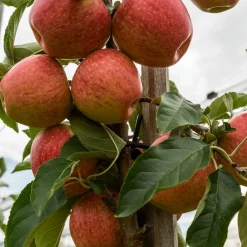 Pommier 'Gala' - Des pommes croquantes chez vous