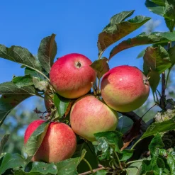 Pommier 'Gala' - Des pommes croquantes chez vous