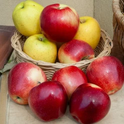 Pommier Gloster - Des pommes rouges dès l'automne