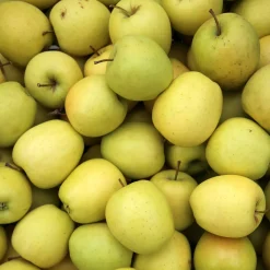 Pommier Golden Delicious - Des pommes dorées chez vous