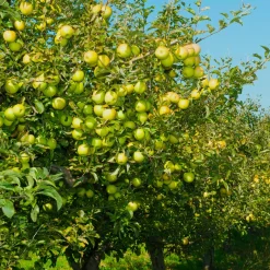 Pommier Golden Delicious - Des pommes dorées chez vous