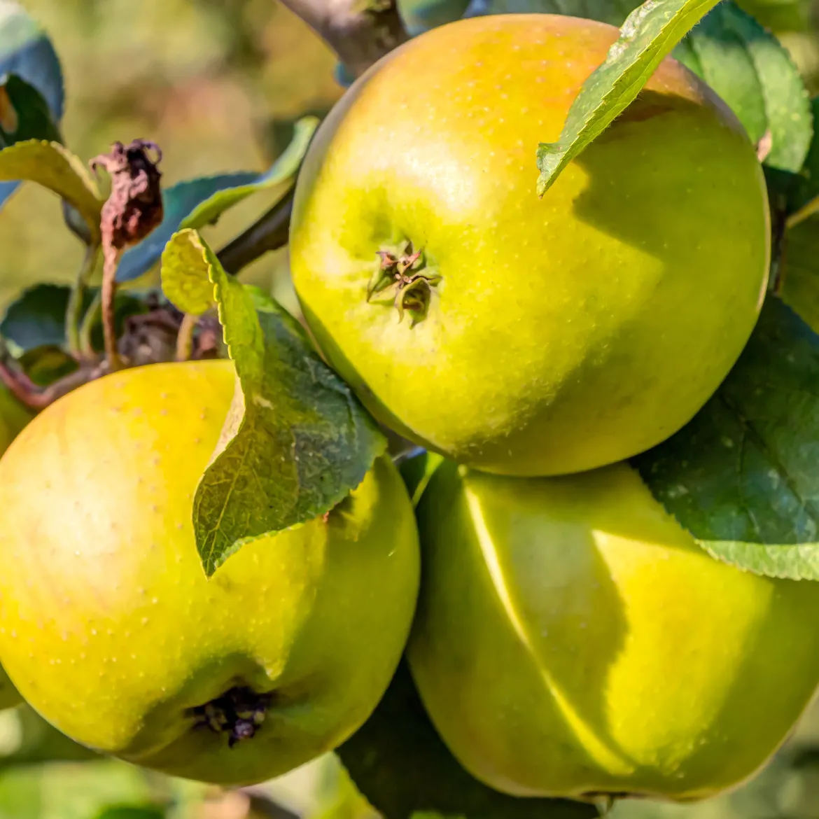 Pommier Golden Delicious - Des pommes dorées chez vous
