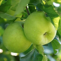 Pommier Granny Smith - Des pommes vertes maison