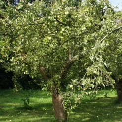 Pommier Granny Smith - Des pommes vertes maison