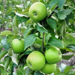 Pommier Granny Smith - Des pommes vertes maison