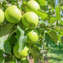 Pommier Granny Smith - Des pommes vertes maison