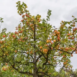 Pommier Gravenstein - Des pommes juteuses au jardin