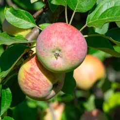 Pommier Gravenstein - Des pommes juteuses au jardin