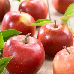 Pommier 'Jonagold' - Des pommes croquantes chez vous