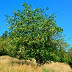 Pommier sauvage - L'arbre qui nourrit oiseaux