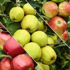 Pommier sur tige 3 variétés en 1 - 3 pommes sur un seul arbre