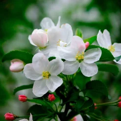 Pommier sur tige 3 variétés en 1 - 3 pommes sur un seul arbre