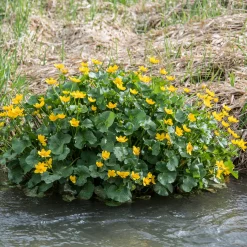 Populage des marais - Souci d'eau - L'or du printemps au bord de l'eau