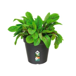 Pot de culture Green Basics Living noir - Plantez, ça pousse tout seul