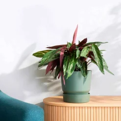 Pot de fleurs Elho Greenville vert - Déco verte prête en 1 min