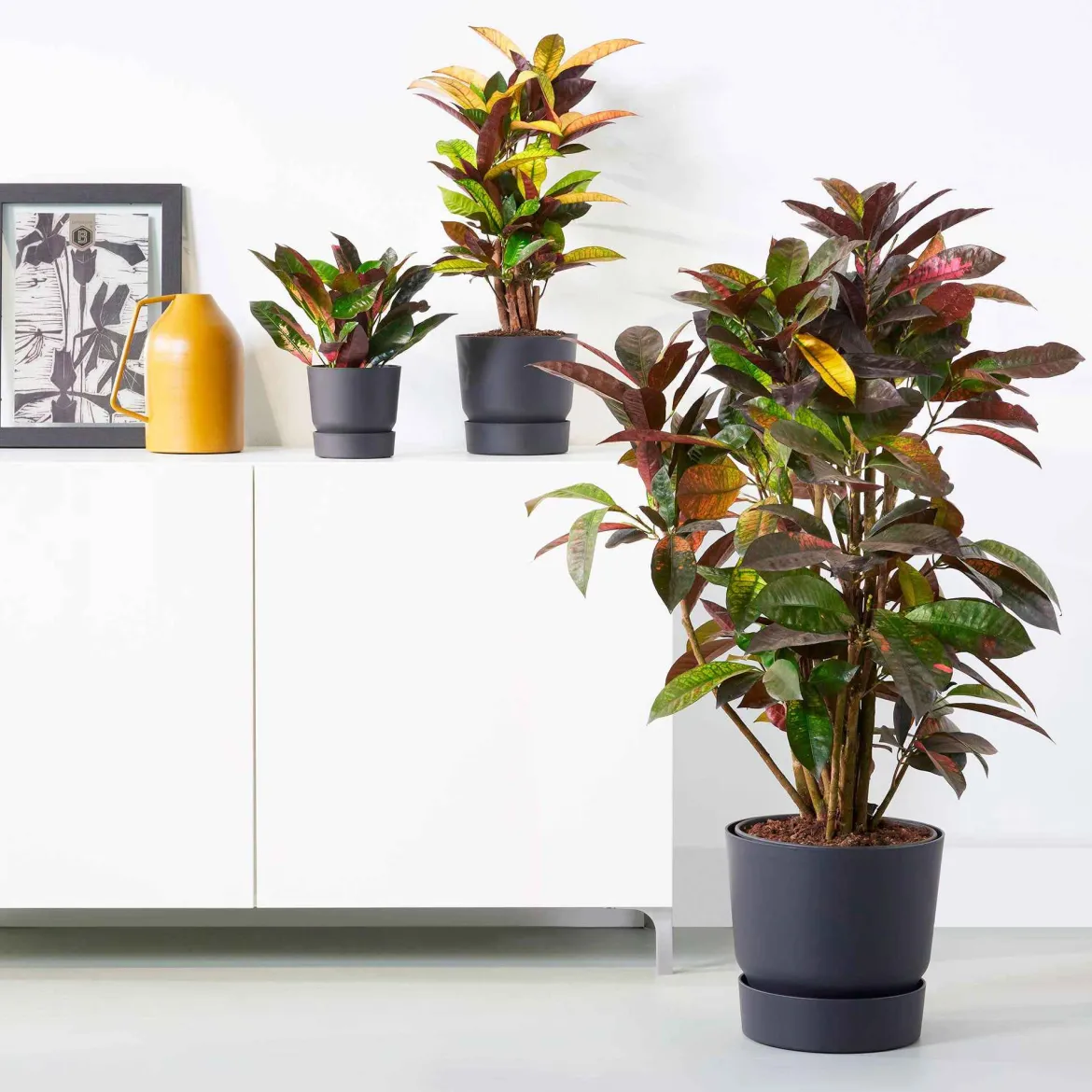 Pot de fleurs Elho Greenville noir - Le pot déco prêt à poser