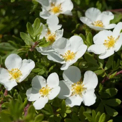 Potentille Abbotswood - Fleurs blanches tout l'été