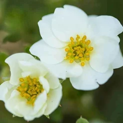 Potentille arbustive Crème Brûlée - 5 mois de fleurs sans effort