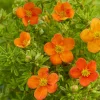 Potentille Bella Sol® - Fleurs orange tout l'été