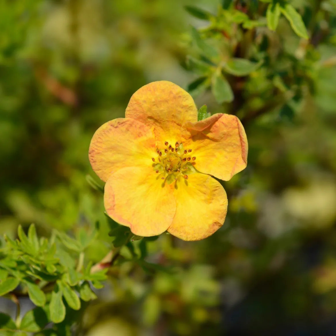 Potentille Bella Sol® - Fleurs orange tout l'été