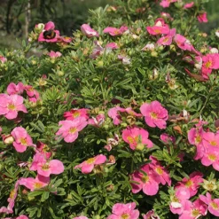 Potentille Bellissima - Fleurit tout l'été sans effort